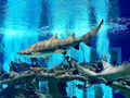 奥德赛水族馆 - OdySea Aquarium